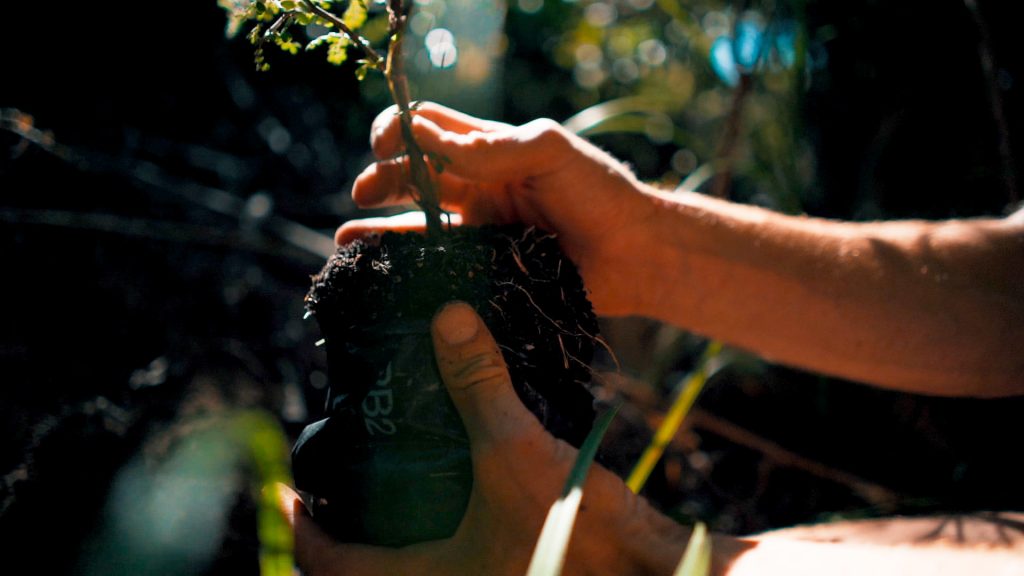  Història de la viticultura de Mallorca  