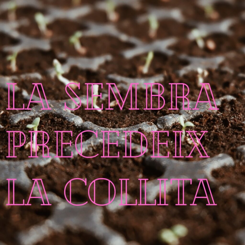 La sembra precedeix la collita