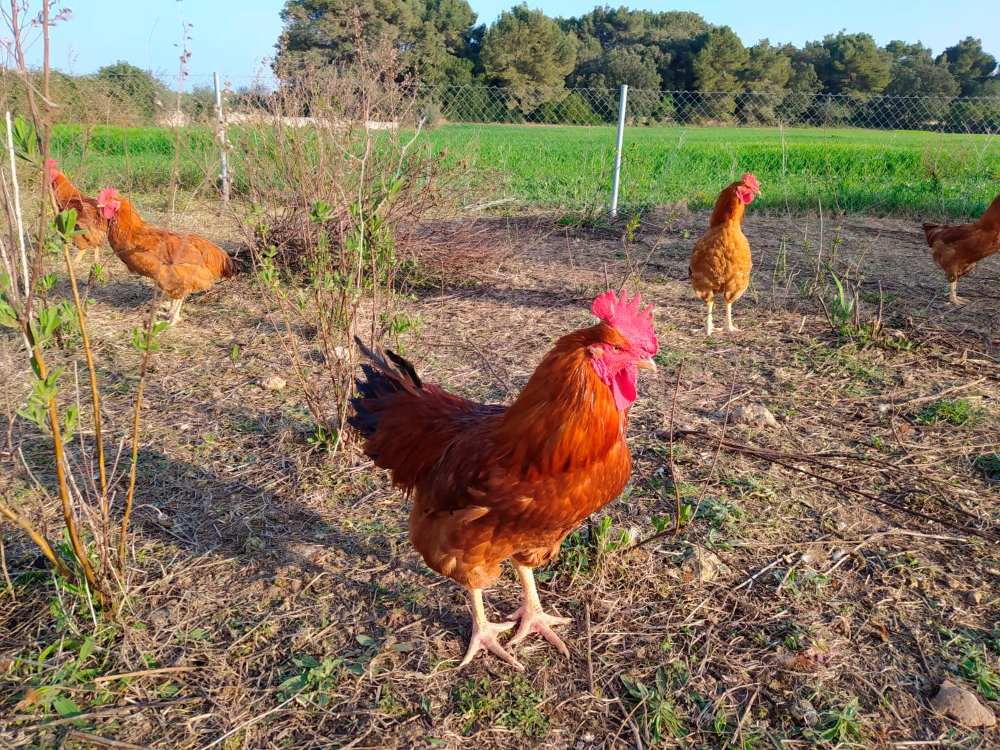 Organic Chicken from Mallorca