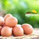 Ous Agromart