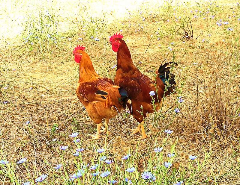 Organic Chicken from Mallorca – Agromart