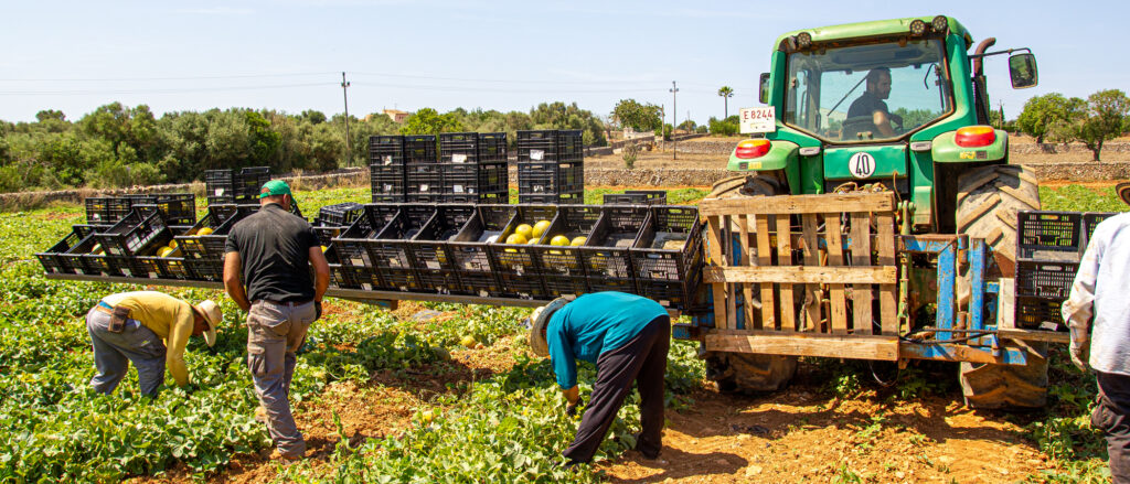 collita meló marina 2023 Agromart Son Mesquida