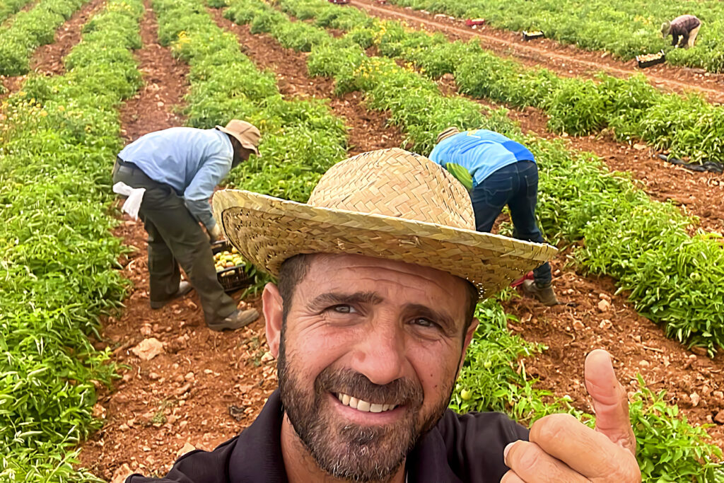 Rafel Figuera al camp d'Agromart collita tomàtiga de ramellet