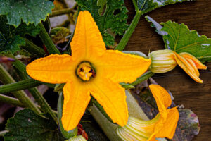 flor de carabassi Agromart