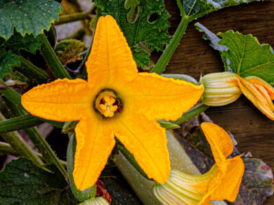flor de carabassi Agromart