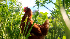 gallina ous ecològics locals de Mallorca Agromart