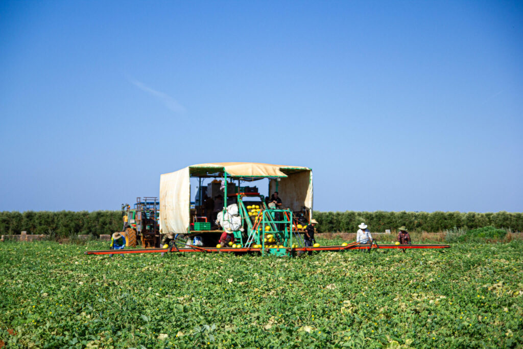 collita meló groc Agromart Son Mesquida Felanitx 2023