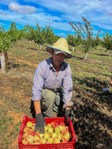 melicotó antic Agromart