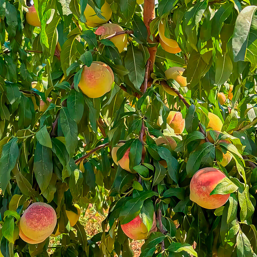 varietat local melicotó Sineus Agromart