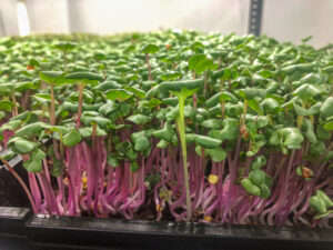 micro brots Agromart Planet Green