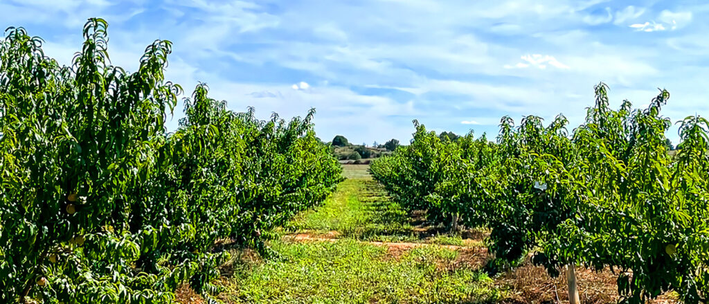 Sa Volta Porreres Agromart camp cultiu de melicotó antic local Mallorca