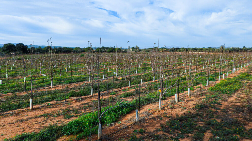 4000 arbres de varietat local a Mallorca Agromart