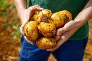 patata Agromart Porreres Mallorca