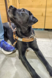 los perros guia tienen permitido el acceso a todos los establecimientos y negocios en españa (Agromart balear)